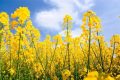 2022中國最美油菜花海鎮(zhèn)巴旅游文化節(jié)活動搶先看！縮略圖