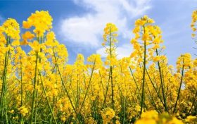 2022中國最美油菜花海鎮(zhèn)巴旅游文化節(jié)活動(dòng)搶先看！縮略圖
