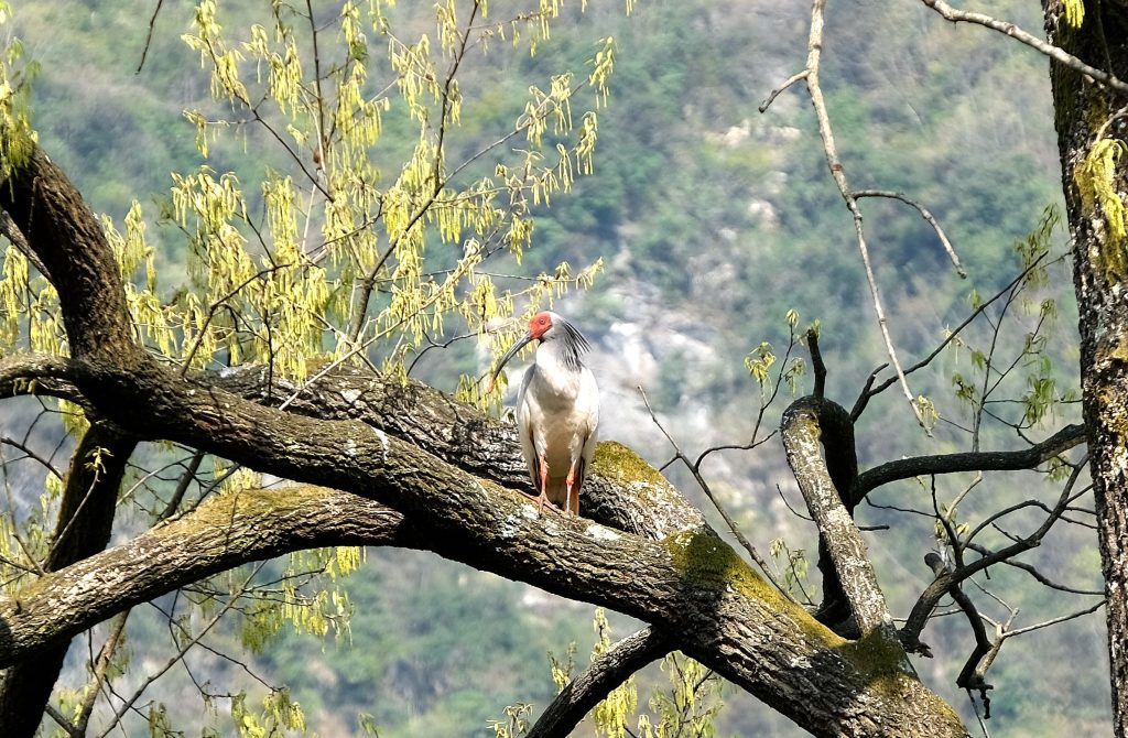 鎮(zhèn)巴縣境內(nèi)發(fā)現(xiàn)國(guó)家一級(jí)保護(hù)動(dòng)物—朱鹮插圖