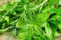今天，我們?nèi)绾斡H近野菜縮略圖