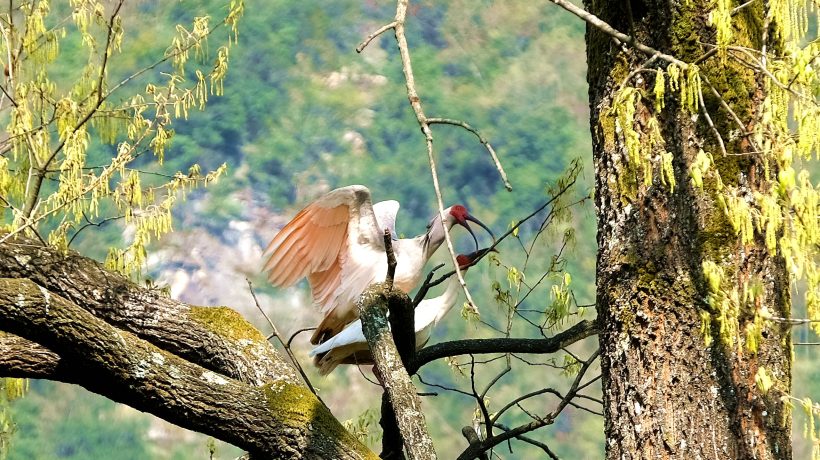 鎮(zhèn)巴縣境內(nèi)發(fā)現(xiàn)國(guó)家一級(jí)保護(hù)動(dòng)物—朱鹮插圖7