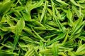 為什么說喝春茶沒必要“洗茶”？縮略圖