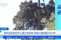 世界上最古老的樹(shù)？樹(shù)齡或超5000年！長(zhǎng)這樣→縮略圖