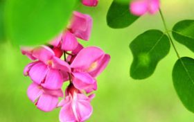 解碼二十四節(jié)氣 立夏：薰風迎面萬物秀縮略圖