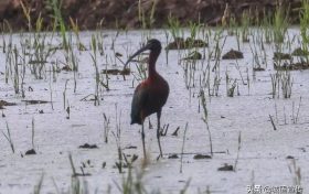國(guó)家一級(jí)保護(hù)鳥類彩鹮，見過嗎？縮略圖