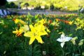 繁花似錦，清香陣陣，百合盛開(kāi)惹人醉！縮略圖
