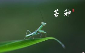 芒種，愿所有耕耘，終有收獲縮略圖