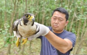 寧強(qiáng)成功救治國家二級重點(diǎn)保護(hù)動物游隼縮略圖