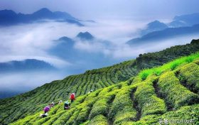 綜合產(chǎn)值超300億元！漢中成為西北地區(qū)最大的茶產(chǎn)業(yè)生產(chǎn)基地縮略圖