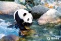 全國(guó)首家“秦嶺四寶”體驗(yàn)營(yíng)地將在陜西佛坪開(kāi)建縮略圖