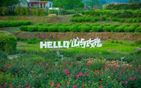當(dāng)端午遇上花海，漢中的夏日浪漫就在這里！縮略圖