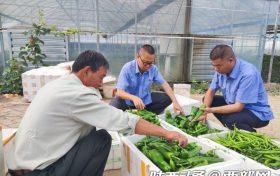 漢中車務(wù)段：育出“有機(jī)菜” 托起“致富夢(mèng)”縮略圖