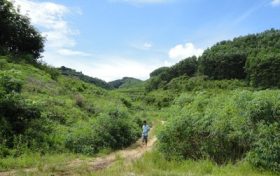 村民反映野豬經(jīng)常出沒(méi)糟蹋莊稼，回應(yīng)：8戶(hù)農(nóng)戶(hù)受災(zāi)，將定損賠付縮略圖