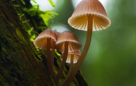 不認(rèn)識(shí)、沒吃過的蘑菇不要輕易嘗試食用！縮略圖