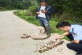 @漢中人！野生天麻，挖不得！縮略圖