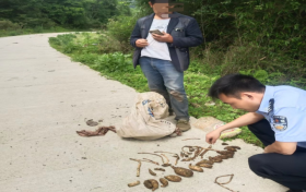 @漢中人！野生天麻，挖不得！縮略圖