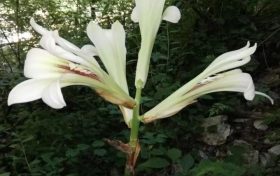 陜西秦嶺首次發(fā)現(xiàn)國家二級重點保護(hù)野生植物蕎麥葉大百合！縮略圖