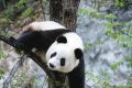 漢中佛坪這位“美人”驚艷了世人！縮略圖