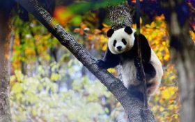 跟著熊貓的腳步，來一場浪漫的賞秋之旅！縮略圖