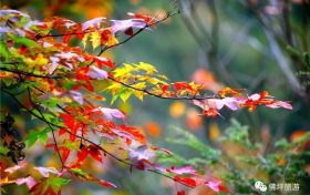 流金溢彩，秋色秘境，佛坪漫山紅葉已上線~縮略圖