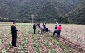 留壩縣搶抓農(nóng)時(shí)秋種忙 繪就來年好“豐”光縮略圖