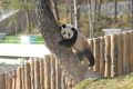 不愧是秦嶺大熊貓，光看照片就被可愛(ài)到了！縮略圖