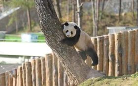 不愧是秦嶺大熊貓，光看照片就被可愛(ài)到了！縮略圖