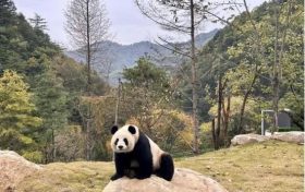 首批“住戶”在秦嶺大熊貓的“新家”住的習(xí)慣嗎？快來圍觀！縮略圖