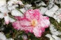 玉樹瓊枝！漢臺雪景美如畫！縮略圖