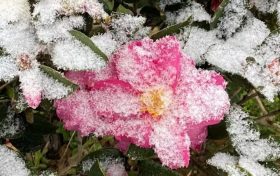 玉樹瓊枝！漢臺雪景美如畫！縮略圖