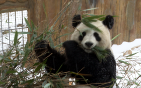 滿地撒歡打滾兒！佛坪大熊貓雪中“賣萌”根本停不下來！縮略圖