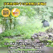 長青保護(hù)區(qū)黑熊與羚牛狹路相逢！縮略圖