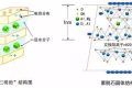 應(yīng)對(duì)新冠要囤蒙脫石散？專家：備一兩盒正常，但未必是止瀉首選縮略圖