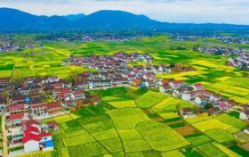 最新消息！南鄭區(qū)確定為2023中國(guó)最美油菜花海漢中旅游文化節(jié)主會(huì)場(chǎng)縮略圖