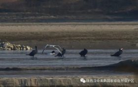 3只織女銀鷗！漢中首次發(fā)現(xiàn)→縮略圖