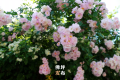 春暖花開的序曲即將奏響，佛坪賞花指南為您送上！縮略圖