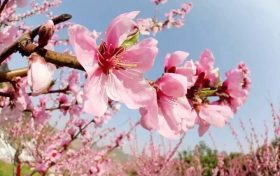 桃花依舊笑春風(fēng)，漢臺區(qū)這個(gè)地方千余畝桃林正在怒放縮略圖