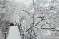 下雪了！漢中好多地方下雪了！縮略圖
