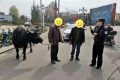 南鄭公安：水牛街頭“散步”，民警送它“回家”！縮略圖