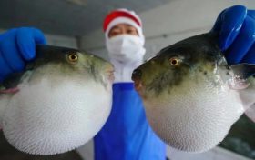 ?注意！近期有人因它中毒，0.5毫克可致死縮略圖