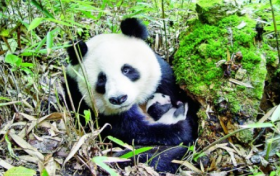 奇山秀水+秦楚巴蜀！漢中“贏麻”了縮略圖