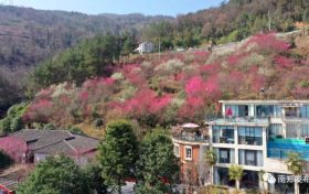 漫山梅花競(jìng)相綻放 大河坎鎮(zhèn)漢群村首屆梅花節(jié)開(kāi)幕縮略圖