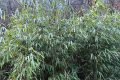 首次！佛坪人工竹林引來(lái)野生大熊貓！縮略圖