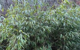 首次！佛坪人工竹林引來野生大熊貓！縮略圖