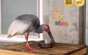 破紀錄！全球最長壽朱鹮平平37歲啦！縮略圖