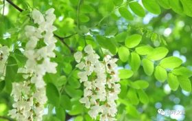 采擷春天的“珍饈野菜”，快來佛坪一飽口福吧！縮略圖