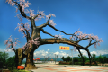 “五一”假期，西鄉(xiāng)櫻桃溝景區(qū)提升現(xiàn)新貌！縮略圖