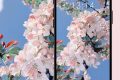 絕美春日壁紙已上新！將漢臺(tái)美景裝進(jìn)手機(jī)→縮略圖