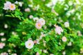 春色滿園！漢中這里的薔薇花開啦，顏值滿分快去打卡~縮略圖