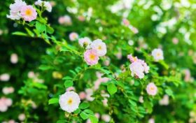 春色滿園！漢中這里的薔薇花開啦，顏值滿分快去打卡~縮略圖
